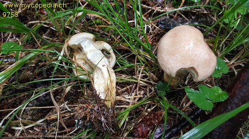 Suillus placidus - 