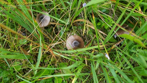 Entoloma chloropolium - 