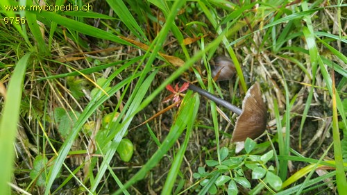 Entoloma chloropolium - 