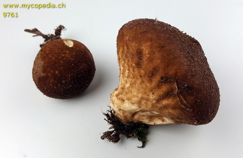 Lycoperdon umbrinum - 