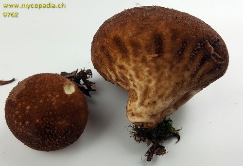 Lycoperdon umbrinum - 