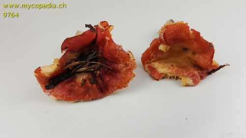 Russula aquosa - 