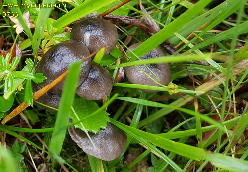 Entoloma chloropolium - 