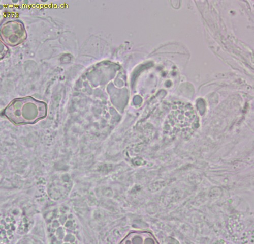 Entoloma chloropolium - 2sporige Basidien - 