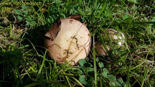 Russula decipiens - 