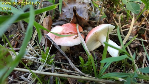 Russula mairei - 