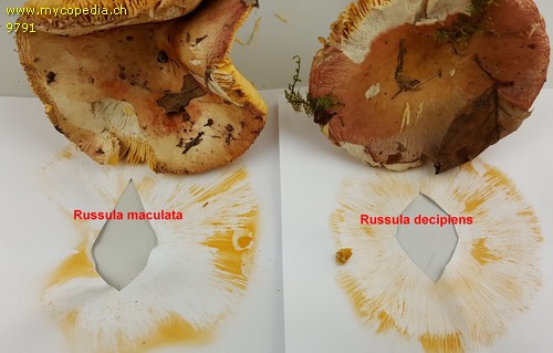 Russula decipiens - 