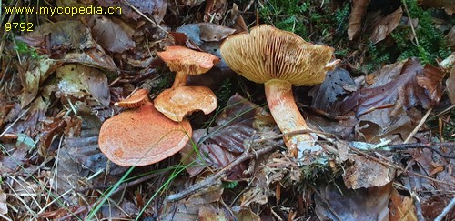 Cortinarius bolaris - 