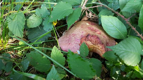 Rubroboletus dupainii - 