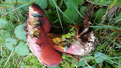 Rubroboletus dupainii - 