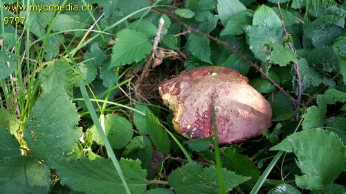 Rubroboletus dupainii - 