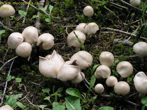 Psathyrella candolleana - 