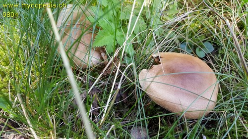 Cortinarius caninus - 