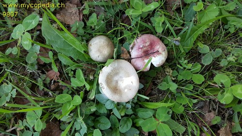 Russula versicolor - 