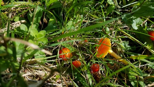 Hygrocybe glutinipes - 