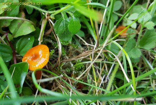 Hygrocybe glutinipes - 