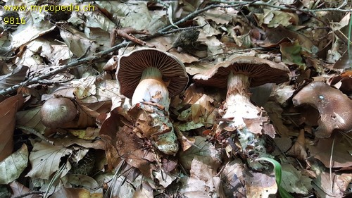 Cortinarius turgidus - 