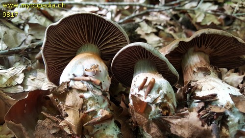 Cortinarius turgidus - 