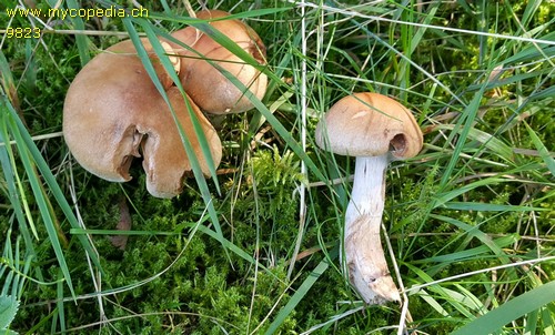 Cortinarius caninus - 