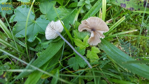 Entoloma poliopus - 