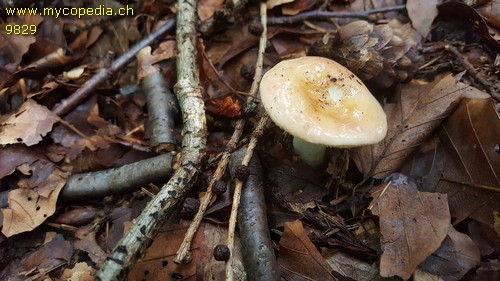 Russula risigallina - 