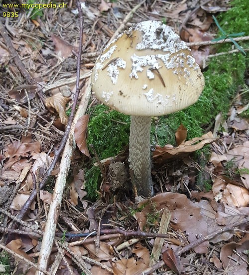 Amanita ceciliae - 