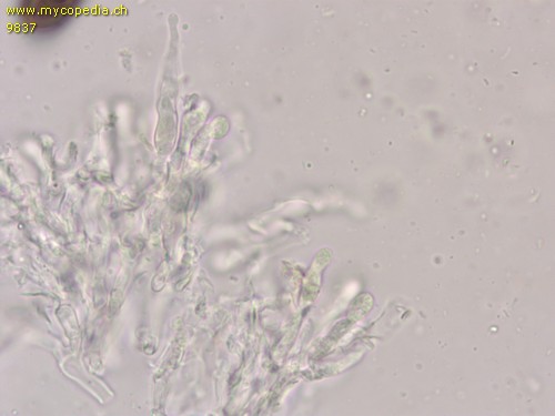 Lyomyces sambuci - Leptozystiden - Wasser  - 