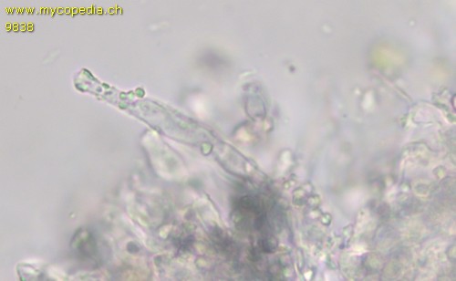 Lyomyces sambuci - Leptozystiden - Wasser  - 