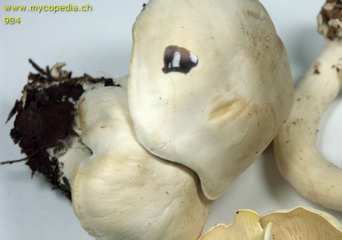 Leucocybe connata - 