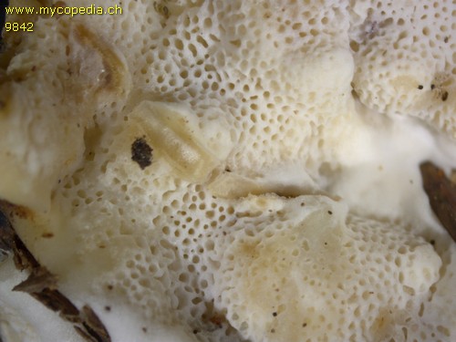 Physisporinus vitreus - 