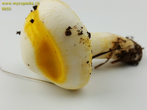 Hygrophorus chrysodon - KOH Reaktion - KOH  - 