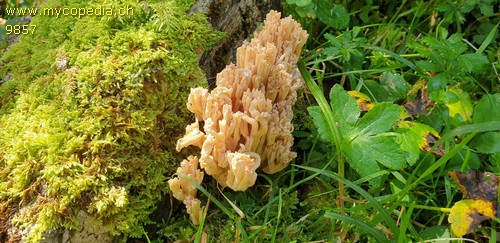 Ramaria pallida - 