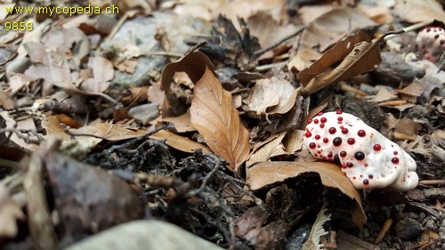 Hydnellum peckii - 