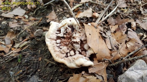 Hydnellum peckii - 