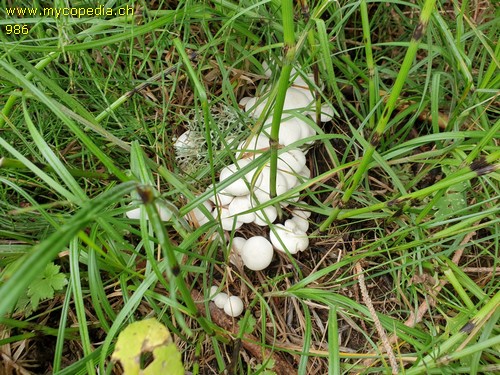 Leucocybe connata - 