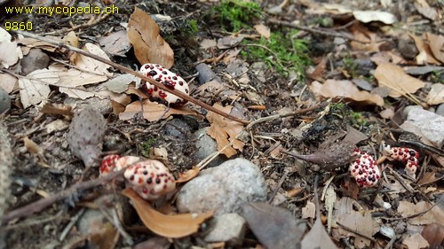 Hydnellum peckii - 