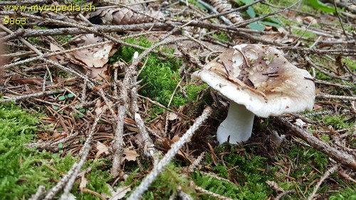 Russula densissima - 