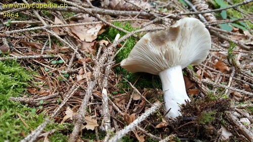 Russula densissima - 