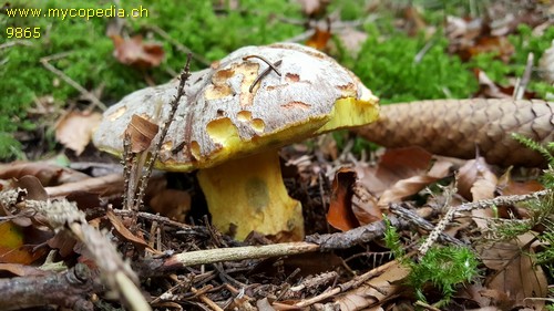 Butyriboletus subappendiculatus - 