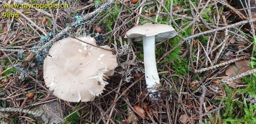 Tricholoma inamoenum - 