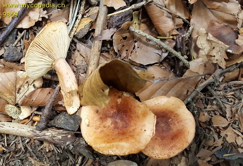 Lactarius fulvissimus - 