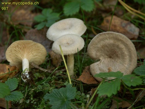 Lactarius glyciosmus - 