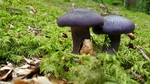 Cortinarius violaceus - 