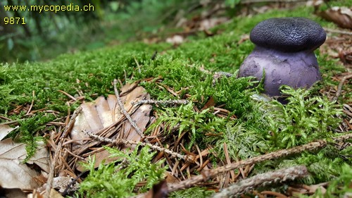 Cortinarius violaceus - 