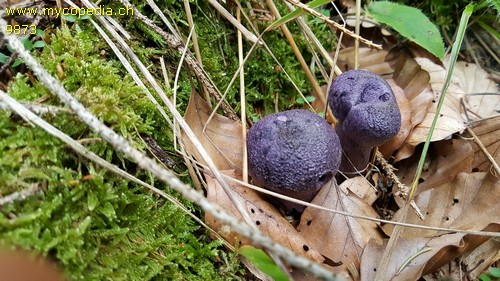 Cortinarius violaceus - 