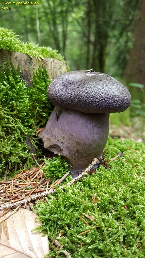 Cortinarius violaceus - 