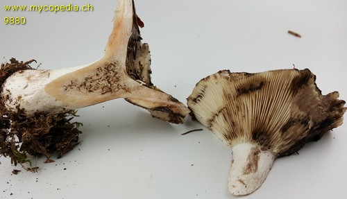 Russula densissima - 