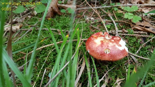 Russula rubroalba - 