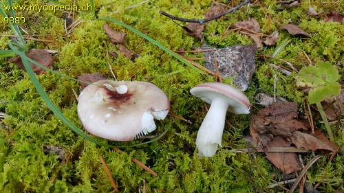 Russula versicolor - 