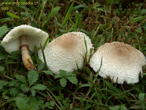 Leucoagaricus americanus - 